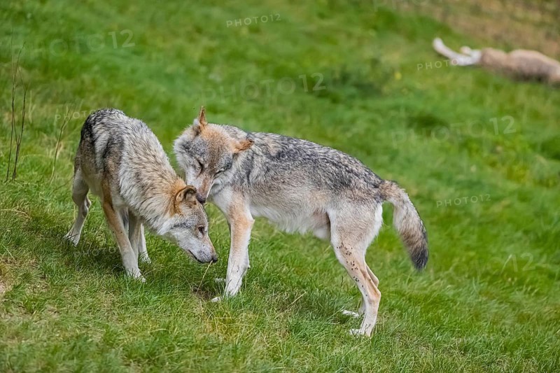 Two adult male eurasian gray wolves (Canis lupus lupus) grooming each other