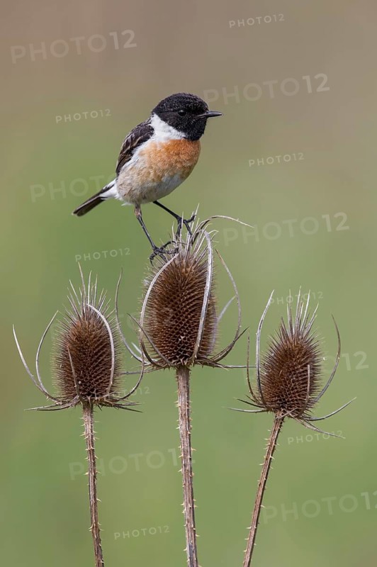 European Stonechat (Saxicola rubicola) male perched on Wild teasel (Dipsacus fullonum), Poland