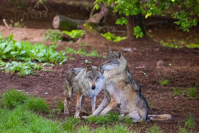 Two adult male eurasian gray wolves (Canis lupus lupus), playing