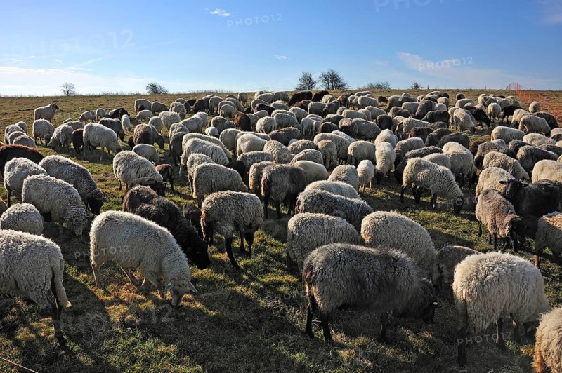 Sheep (Ovis gmelini aries) in the morning light on the pasture, Bentin, Mecklenburg-Vorpommern, Germany