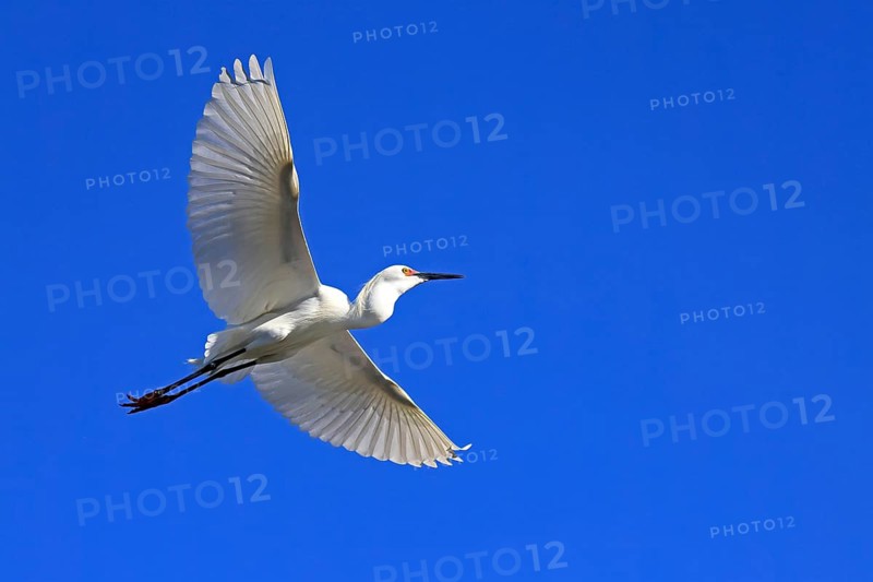 Great Egret (Ardea alba), adult, flying, St. Augustine, Florida, USA, North America