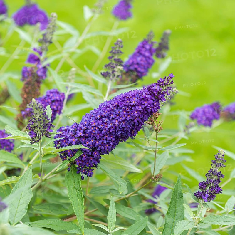 Dwarf muguet (Buddleja BUZZ® INDIGO)