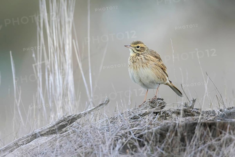 Australian Pipit (Anthus australis), Victoria, Australia