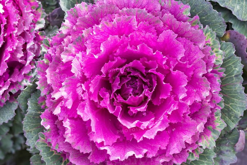 Decorative pink and green cabbage with water droplets