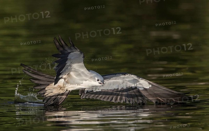 Swallow-tailed Kite (Elanoides forficatus) flying, Florida, USA