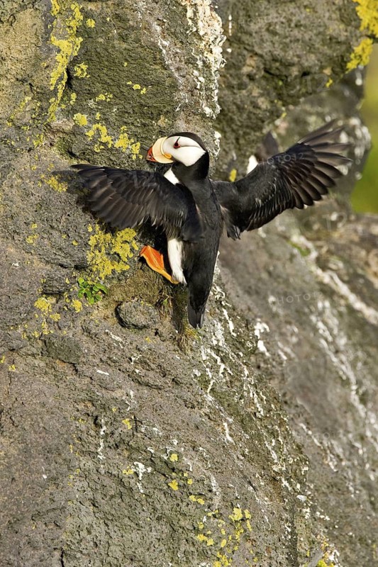 Horned Puffin (Fratercula corniculata), Alaska, USA