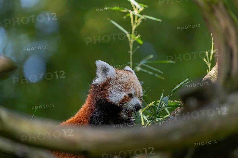 One red panda, Ailurus fulgens, sitting on a branch of a dead tree. Fresh green vegetation in the background