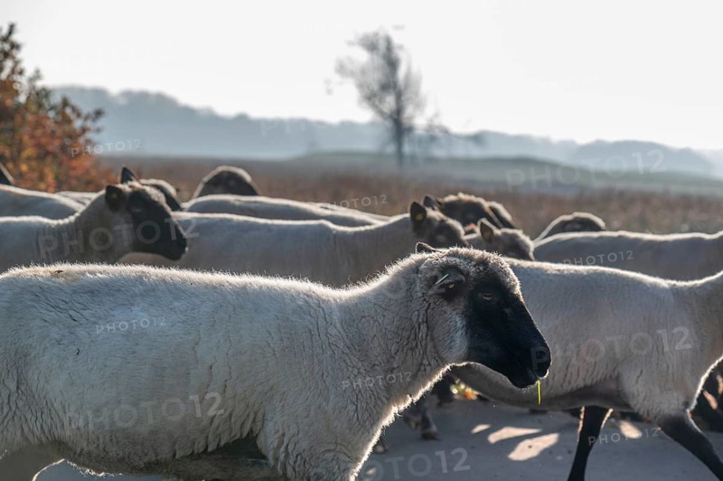 A flock of black-headed sheep (Ovis gmelini aries) move to another pasture, Mecklenburg-Vorpommern, Germany