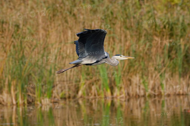Grey heron (Ardea cinerea) flying low above wetland reeds and water surface, wings spread in natural habitat, Poland
