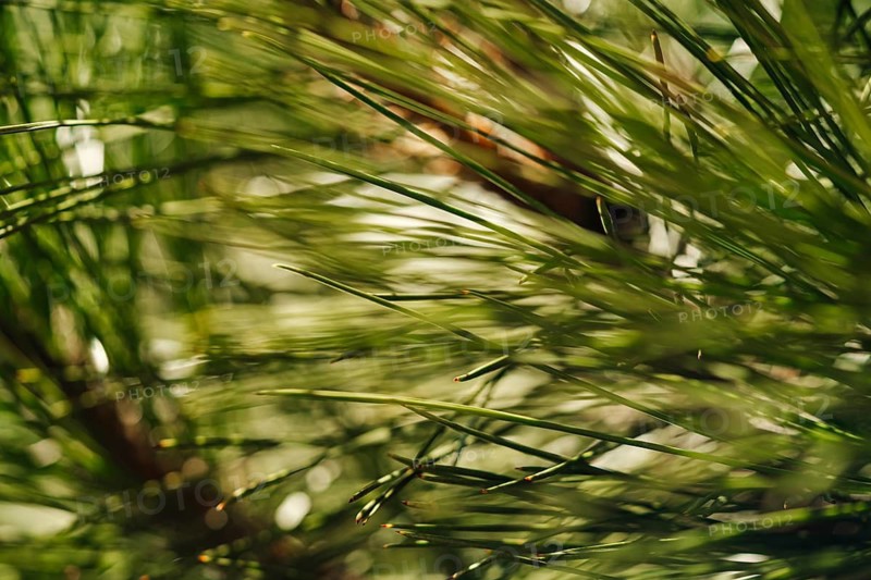 A detailed close up image of vibrant green pine tree needles, showcasing their fine texture and natural beauty. The soft sunlight enhances the lush, verdant appearance