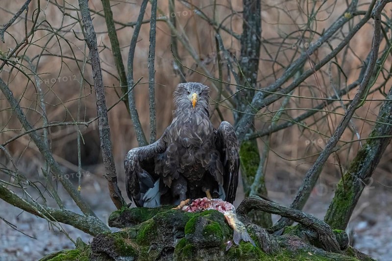 One white-tailed eagle (Haliaeetus albicilla) sitting on a small hammock feeding on a common carp. Fall foliage in late light in the background