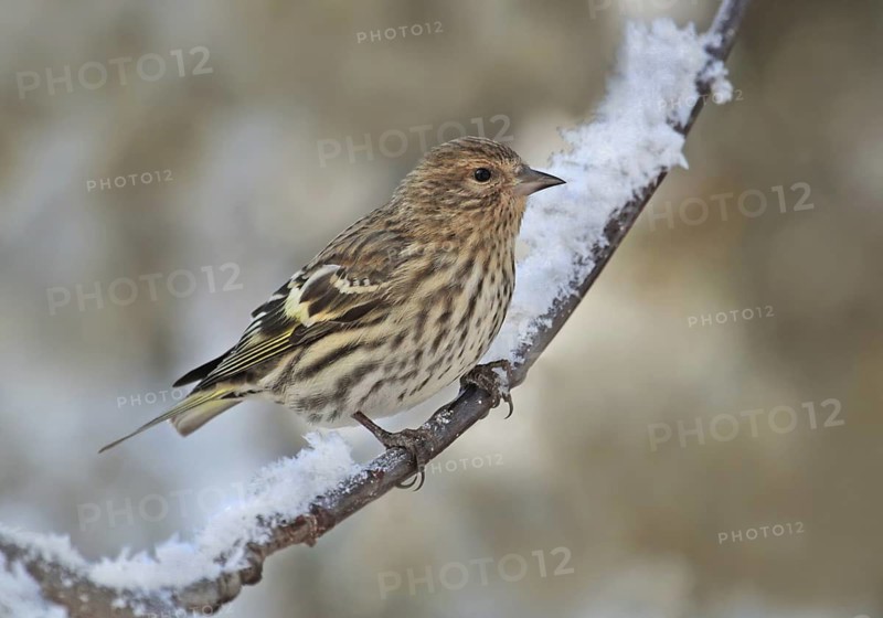 Pine Siskin (Spinus pinus), Saskatchewan, Canada