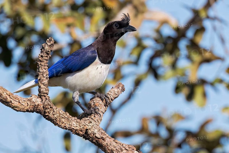 Curl-crested Jay (Cyanocorax cristatellus) perched on a branch in the Pantanal of Brazil