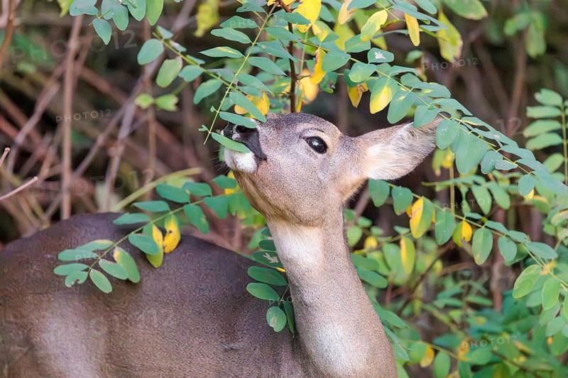 A female roe deer (Capreolus capreolus) stands in the thicket of a forest on a cloudy day