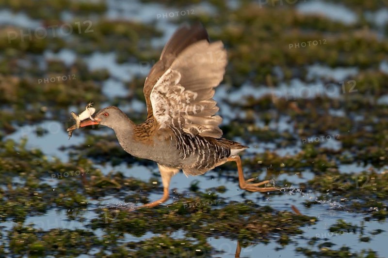 Water Rail (Rallus aquaticus) with frog prey in its beak, Thuringia, Germany