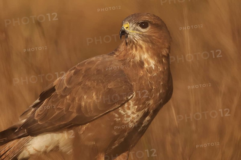 A detailed image captures the common buzzard in its natural habitat, showcasing its distinct plumage. The bird's vigilant gaze highlights its predatory nature