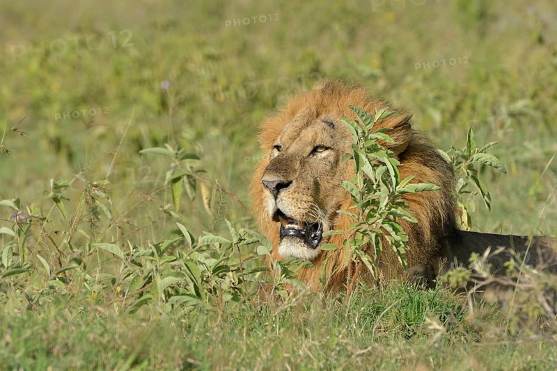 Lion (Panthera leo), male, lying amidst tall grass, Lake Nakuru National Park, near Nakuru, Rift Valley Province, Kenya