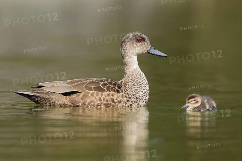 Grey Teal (Anas gracilis) juvenile, Victoria, Australia