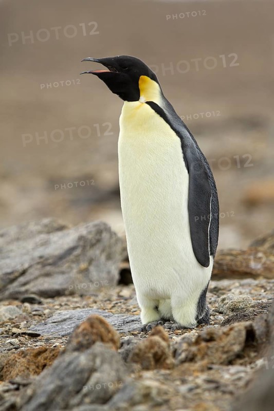 Emperor Penguin (Aptenodytes forsteri), Ross Sea Antarctica