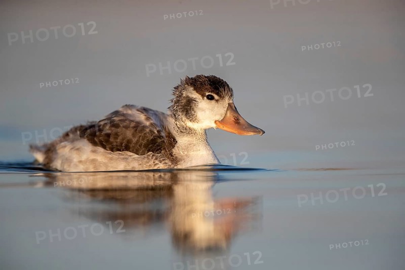 Common Shelduck (Tadorna tadorna) juvenile, Castile-La Mancha, Spain