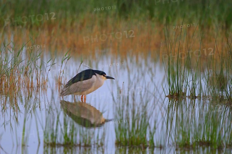 Black-crowned Night Heron (Nycticorax nycticorax), Mallorca, Spain