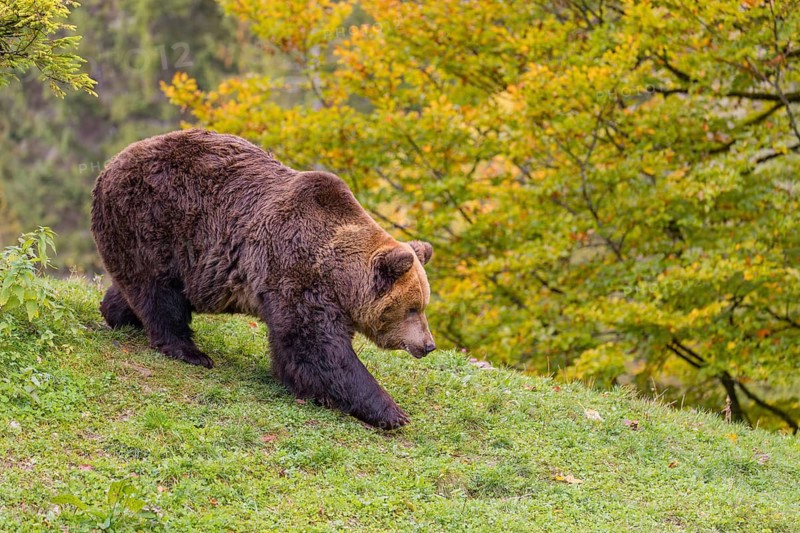 One eurasian brown bear (Ursus arctos arctos) walks over a rim on hilly ground. A forest in autumnal colours is the background