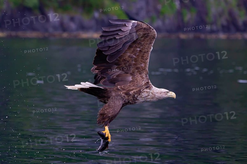 White-tailed eagle (Halliaeetus albicilla) fishing, Norway