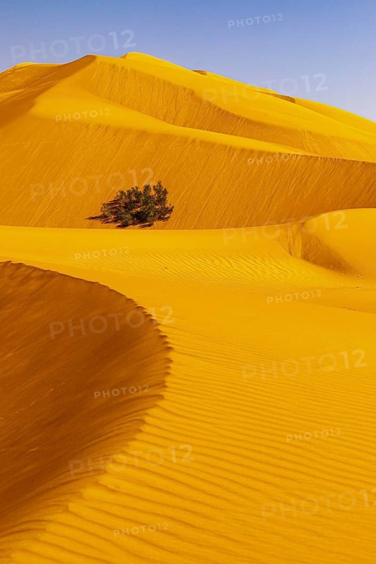 Wind-sculpted curved sand dunes with green vegetation, in the Rub al Khali desert, Dhofar province, Arabian Peninsula, Sultanate of Oman