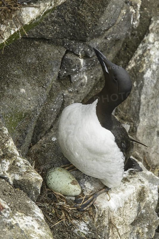 Thick-billed Murre (Uria lomvia), Alaska, USA