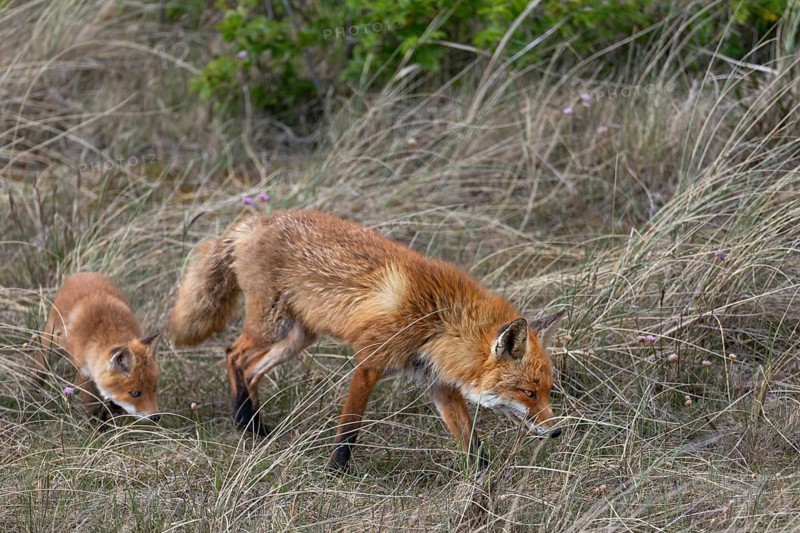As a rule, the red fox (Vulpes vulpes) visits the young foxes 1 - 2 times a day, dune landscape, rearing cubs, animal cubs, cute, May, Denmark