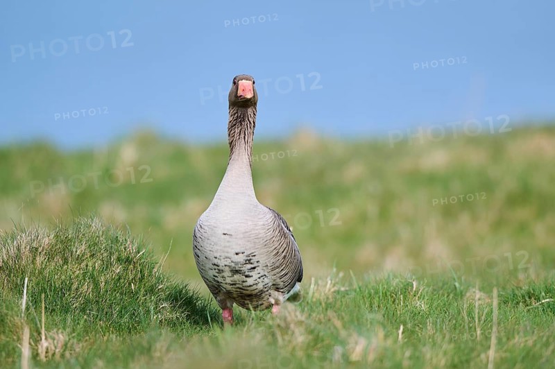 Greylag goose (Anser anser) on a field, wildlife, Helgoland, Germany