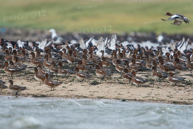 Eurasian Wigeon (Mareca penelope), Schleswig-Holstein, Germany
