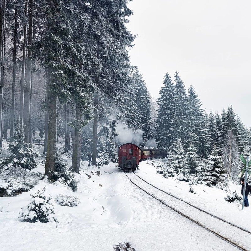 Harz narrow-gauge railway, Brocken railway in snowy landscape, spruce forest, dreary winter weather, Schierke, Wernigerode, Brocken, Harz National Park, Saxony-Anhalt, Germany