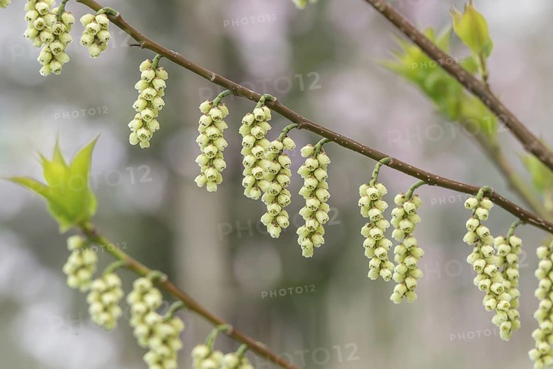 Pearl tail (Stachyurus praecox var. leucotrichus), Otto Eisenhut nursery, Switzerland