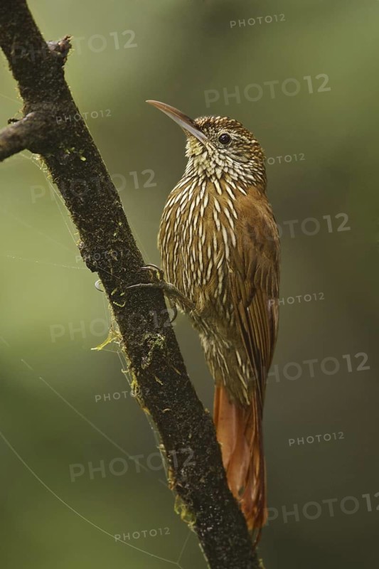 Montane Woodcreeper (Lepidocolaptes lacrymiger), Ecuador