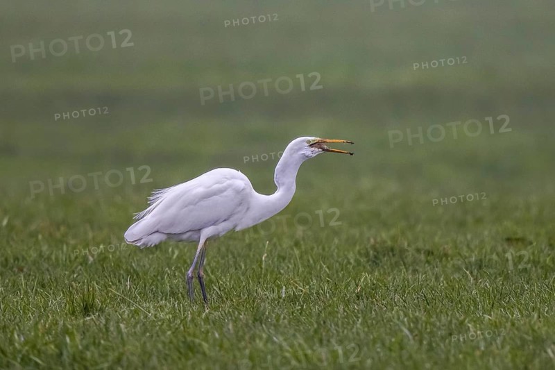 Great Egret (Ardea alba) eating a mouse, North Rhine-Westphalia, Germany