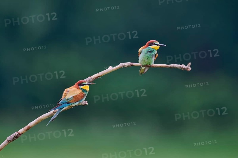 Bee-eater (Merops apiaster) Lower Saxony, Germany