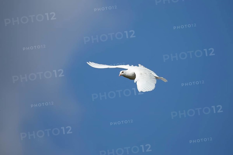 White or Release dove (Columba livia domestica) adult bird flying against a blue sky, England, United Kingdom