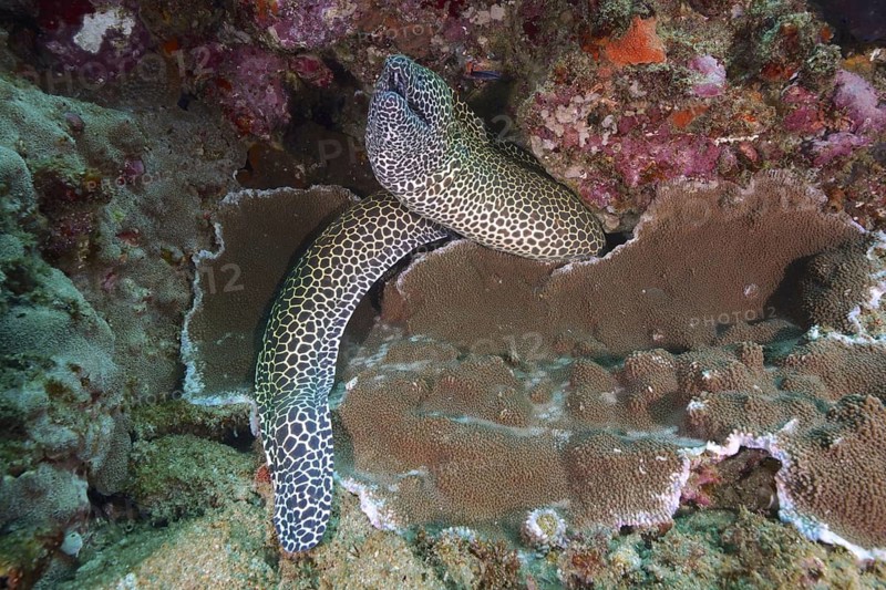 Reticulated moray eel (Gymnothorax favagineus Gymnothorax permistus)