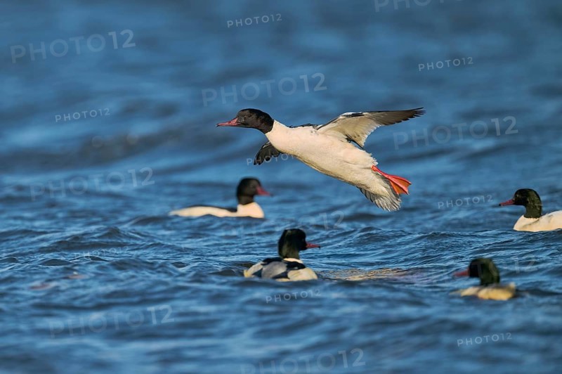 Goosander male in flight (Mergus merganser) Lower Saxony, Germany