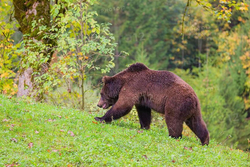 A young male Eurasian brown bear (Ursus arctos arctos) walks across a meadow along autumnal colored vegetation
