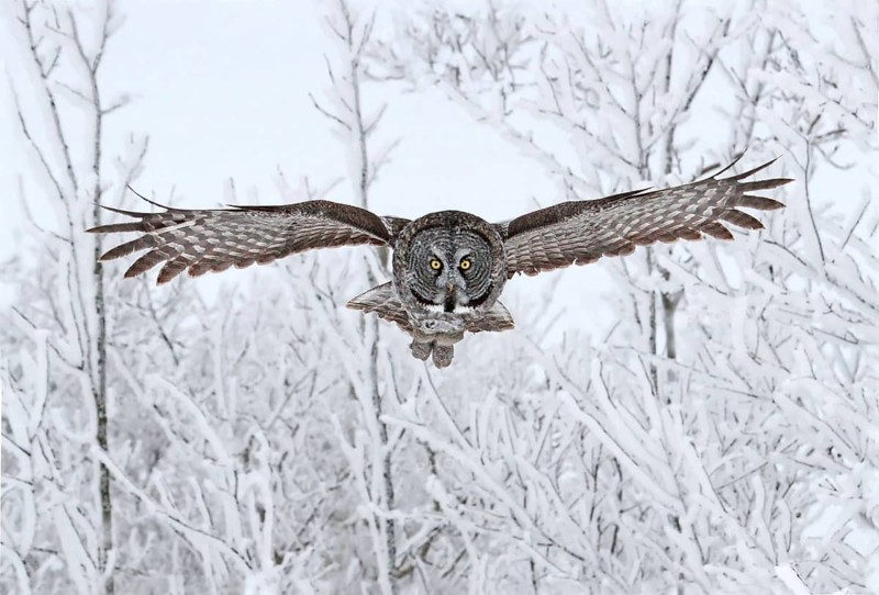 Great Grey Owl (Strix nebulosa) flying, Saskatchewan, Canada