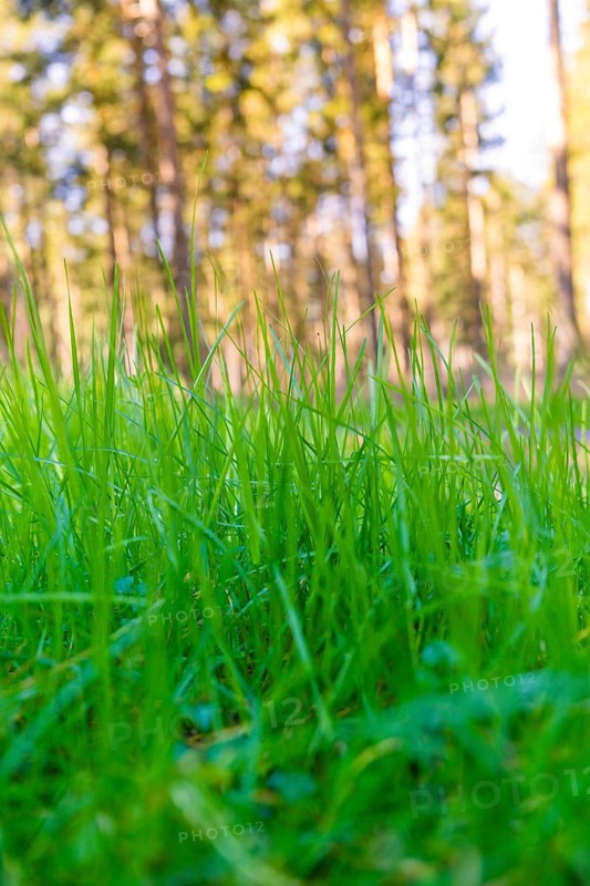 Fresh green grass growing vividly with trees in the background, Calw, Black Forest, Germany