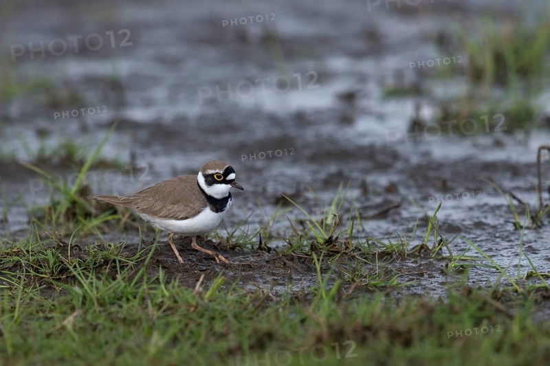 Little Ringed Plover (Charadrius dubius) on field, Lower Saxony, Germany