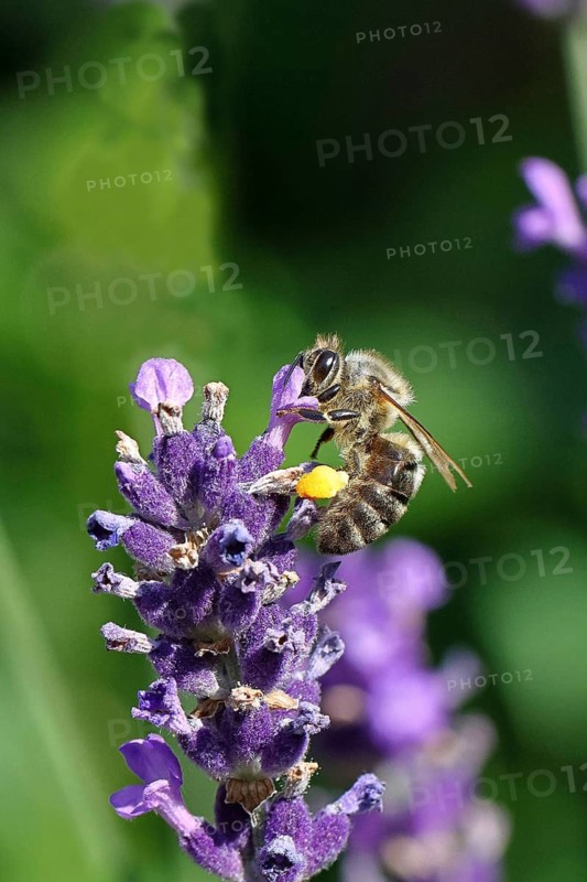 European honey bee (Apis mellifera), collecting nectar from a flower of lavender (Lavandula angustifolia), close-up, macro photograph, Wilnsdorf, North Rhine-Westphalia, Germany