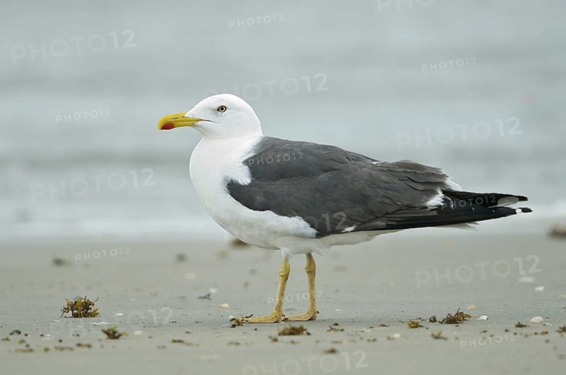 Lesser Black-backed Gull (Larus fuscus), Texas, USA