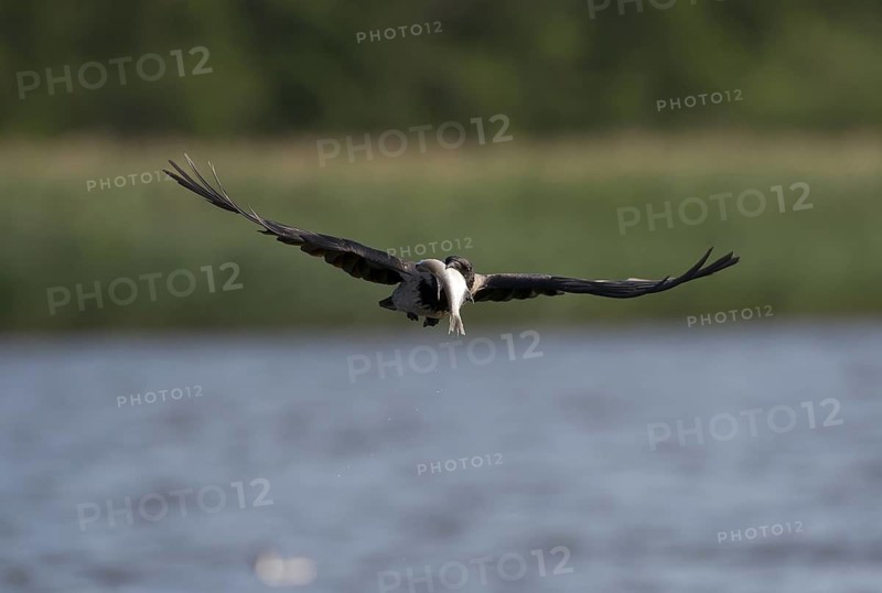 Hooded Crow (Corvus cornix) flying, Mecklenburg-Western Pomerania, Germany