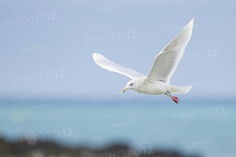 Iceland Gull (Larus glaucoides) flying, Iceland