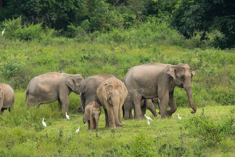 Indian elephants (Elephas maximus indicus), Khiri Khan, Hua Hin, Kui Buri National Park, Thailand
