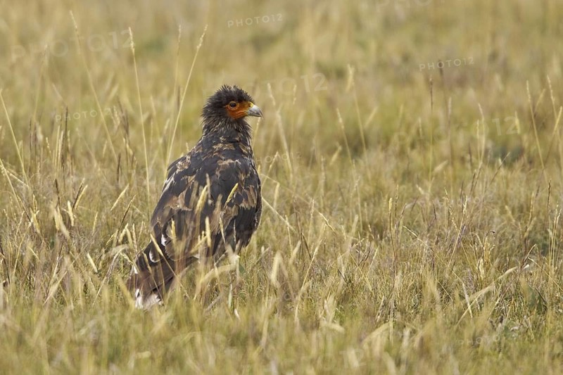 Carunculated Caracara (Phalcoboenus carunculatus), Ecuador